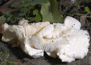 Dorniger Stachelbart (Hericium cirrhatum ) - © Heinz Prelicz
